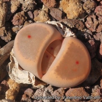 17168 valentino Valentino Vallicelli