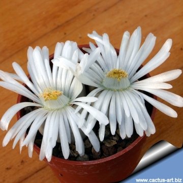 12698 cactus-art Cactus Art