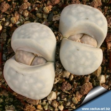 12699 cactus-art Cactus Art