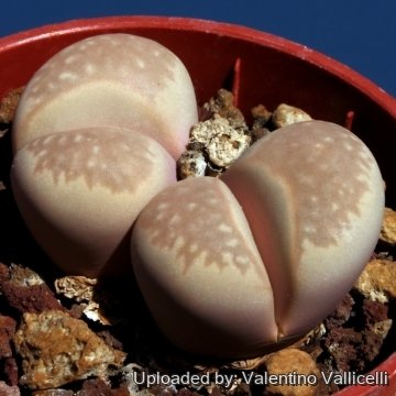 9417 valentino Valentino Vallicelli