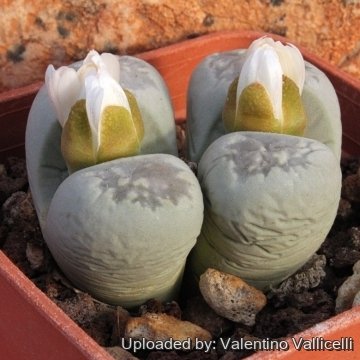 9418 valentino Valentino Vallicelli