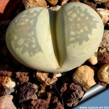 9420 cactus-art Cactus Art