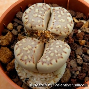 12706 valentino Valentino Vallicelli