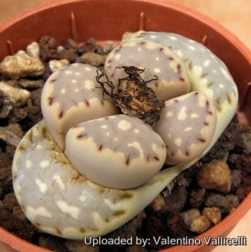 12707 valentino Valentino Vallicelli