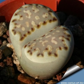 12708 cactus-art Cactus Art