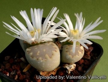 12692 valentino Valentino Vallicelli