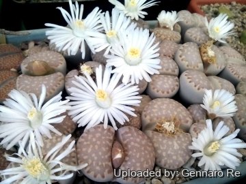 30847 gennaro Gennaro Re