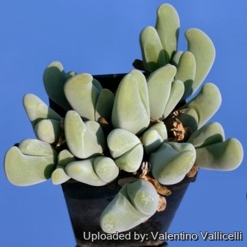 5274 valentino Valentino Vallicelli