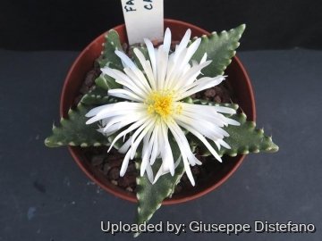 22022 giuseppe2 Giuseppe Distefano