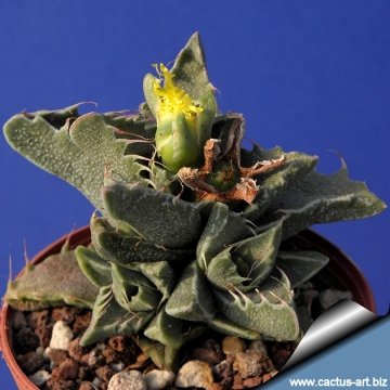 13377 cactus-art Cactus Art