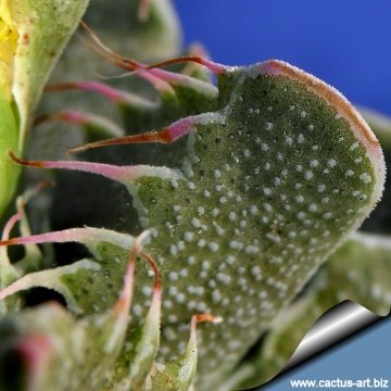 13378 cactus-art Cactus Art