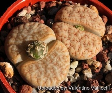 12754 valentino Valentino Vallicelli