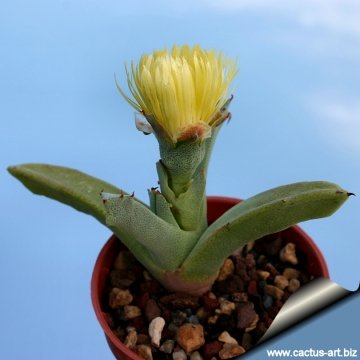9462 cactus-art Cactus Art