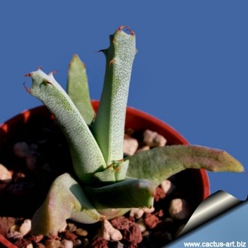 9463 cactus-art Cactus Art