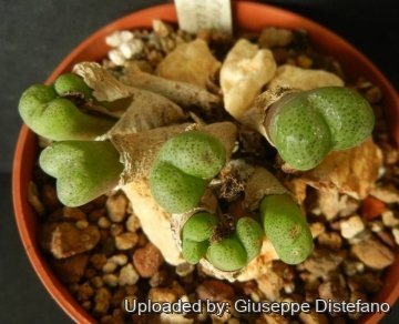 19316 giuseppe2 Giuseppe Distefano