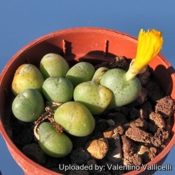 10639 valentino Valentino Vallicelli