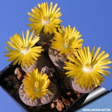 12795 cactus-art Cactus Art
