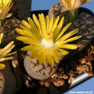 12798 cactus-art Cactus Art