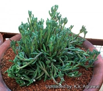 22104 agrawal K.k. Agrawal 