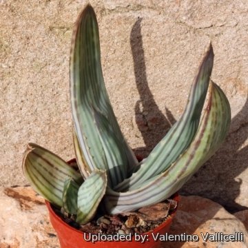 11020 valentino Valentino Vallicelli