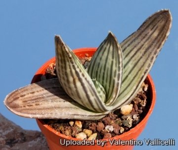 6494 valentino Valentino Vallicelli