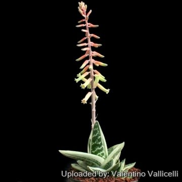 13178 valentino Valentino Vallicelli