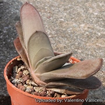 15636 valentino Valentino Vallicelli