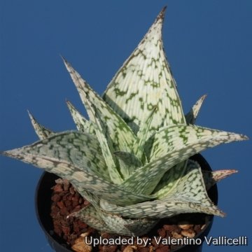 16785 valentino Valentino Vallicelli