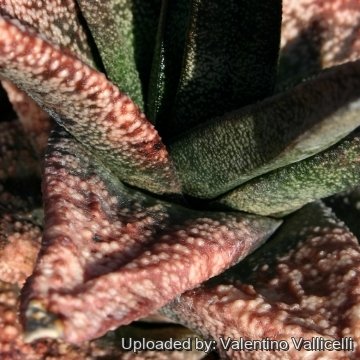 8642 valentino Valentino Vallicelli