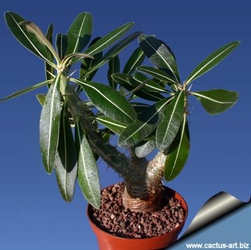 1624パキポディウム ロスラーツム Pachypodium cactipes Pachypodium cactipes : r/Caudex