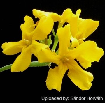 Pachypodium densiflorum var. brevicalyx パキポディウム ブレビカリックス 現地球 コーデックス Pachypodium densiflorum var. Nova Houseplant Care \u2014 293 of 365