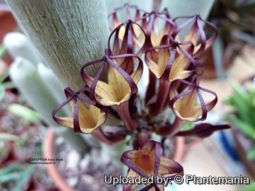 28434 plantemania © Plantemania