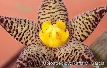 22562 raffa Raffa C. Garcia