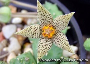 22768 luiza Luiza Ferreira