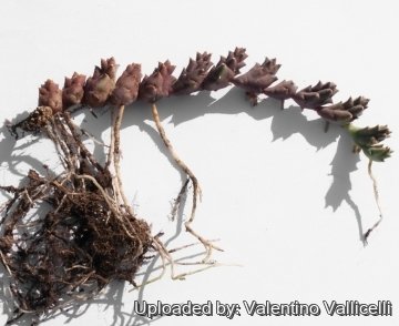 9382 valentino Valentino Vallicelli