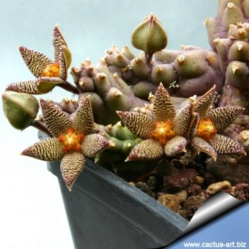 9383 cactus-art Cactus Art