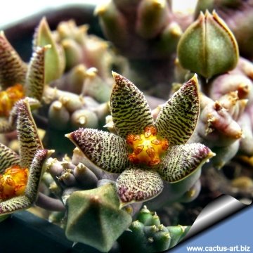 9387 cactus-art Cactus Art