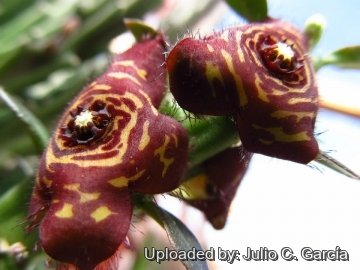 21986 julio Julio C. García 