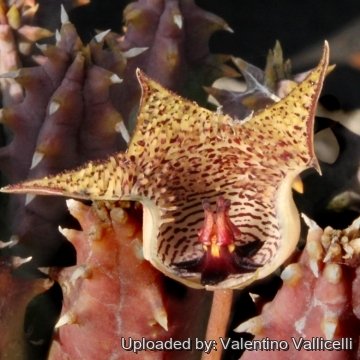 22657 valentino Valentino Vallicelli