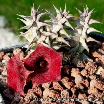 12867 valentino Valentino Vallicelli