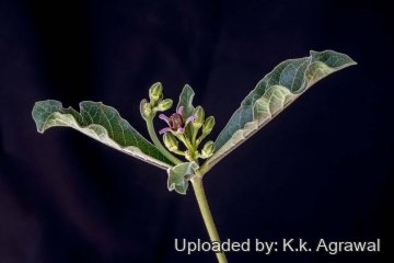 21459 agrawal K.k. Agrawal 