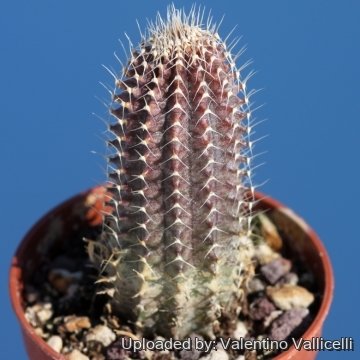 17296 valentino Valentino Vallicelli