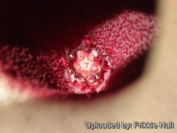 26833 frikkie Frikkie Hall