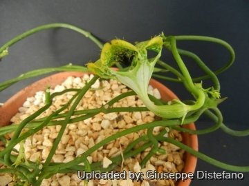 19059 giuseppe2 Giuseppe Distefano