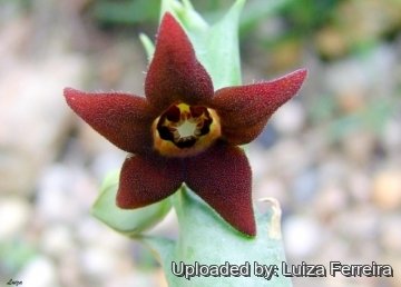 22905 luiza Luiza Ferreira