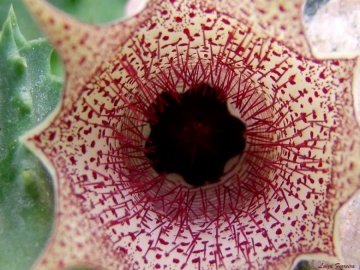 23229 luiza Luiza Ferreira