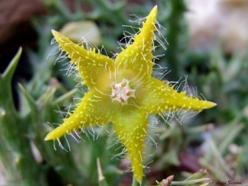 22964 luiza Luiza Ferreira