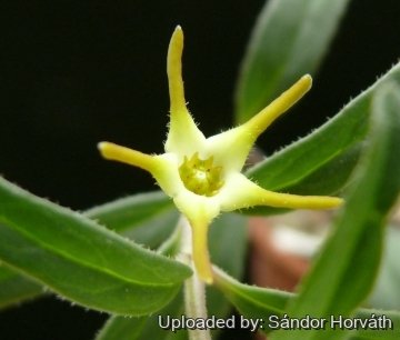 25934 kissanya Sándor Horváth