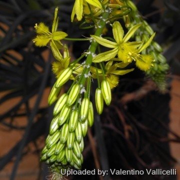 1333 valentino Valentino Vallicelli