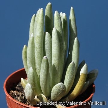 24568 valentino Valentino Vallicelli